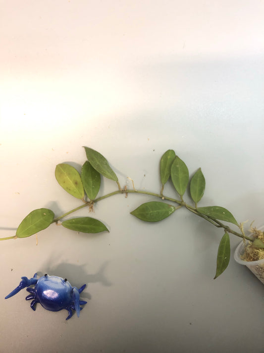 Hoya Rebecca - rooted