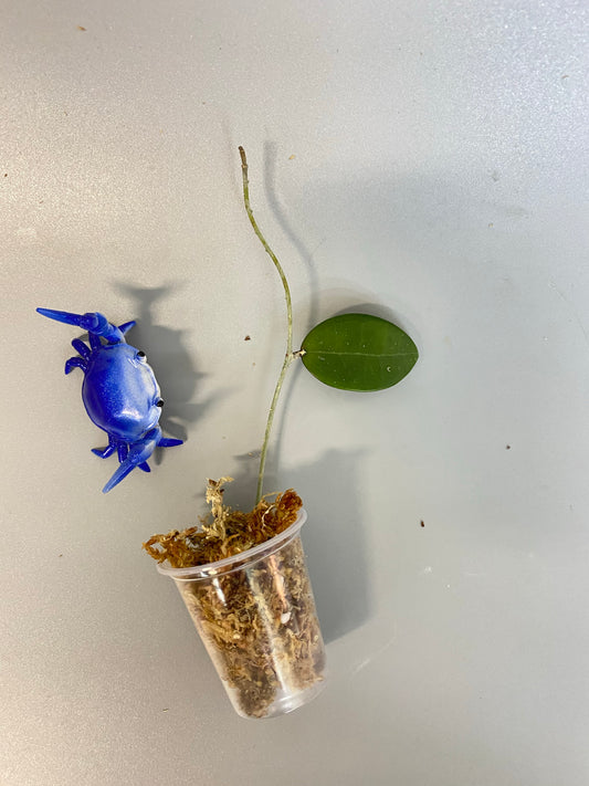 Hoya parasitica - unrooted