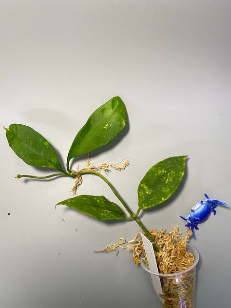 Hoya diversifolia - Unrooted