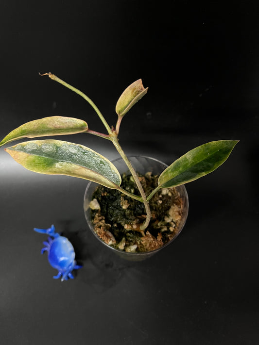 Hoya Archboldiana albomarginata - has some roots