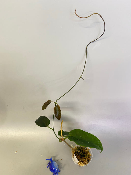 Hoya Macgillivrayi - active growth