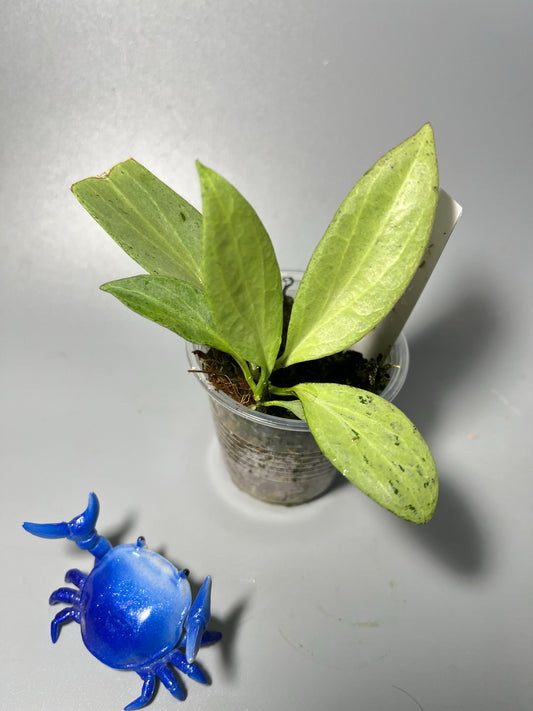 Hoya New Guinea ghost - has some roots