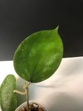 Hoya balaensis with new growth