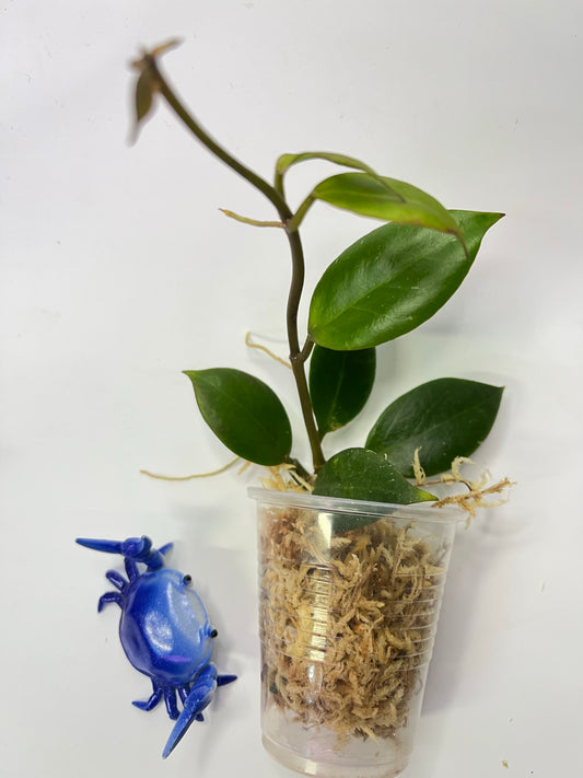 Hoya sunrise - starting to root