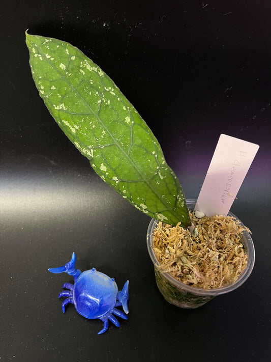 Hoya clemensorium - Unrooted