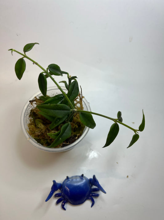 Free addon - Hoya Bella