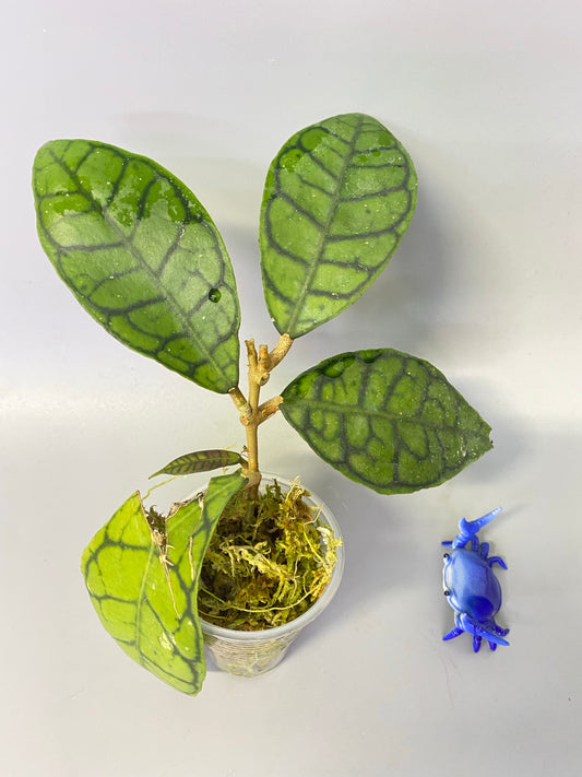 Hoya callistophylla short leaf - has roots