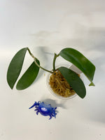 Hoya meliflua - active growth