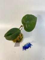 Hoya glabra - active growth