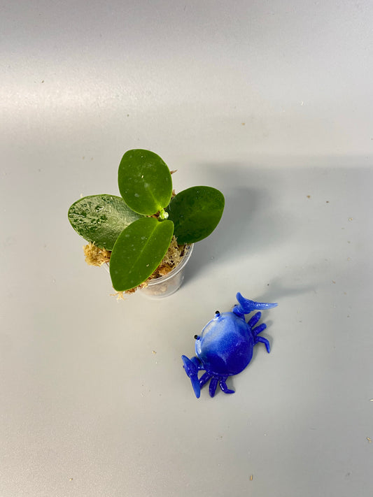 Hoya cumingiana - rooted