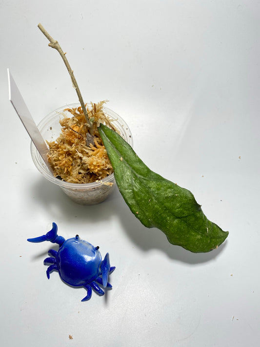 Hoya sp. chicken farm - unrooted