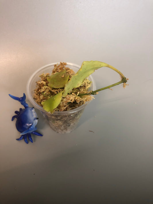 Hoya endauensis - with some roots