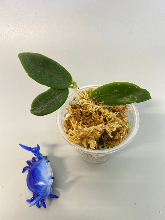 Reserved for kimberlee - Hoya thomsonii - unrooted