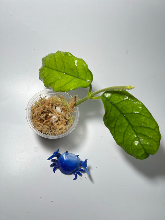 Hoya villosa - unrooted