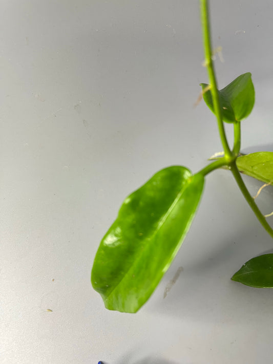 Hoya png sv 441 aff onychoides - fresh cut - 1 node - unrooted