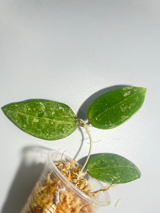 Hoya rhm 14-1 - Unrooted