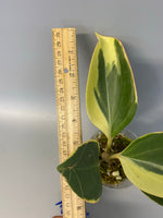 Hoya pachyclada variegated - has roots