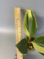 Hoya pachyclada variegated - has roots