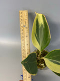 Hoya pachyclada variegated - has roots