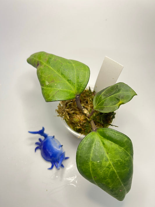 Hoya Sarawak - has new growth