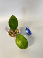 Hoya waymaniae round leaf - growth point emerging