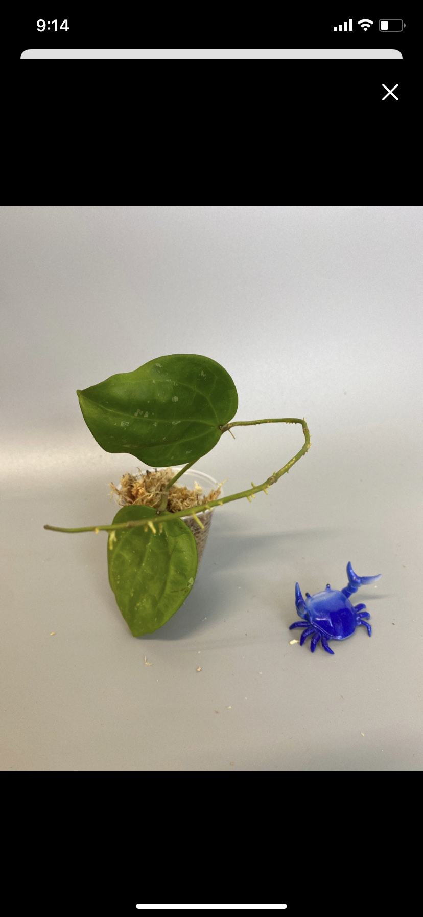 hoya macrophylla snow queen - unrooted