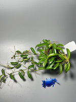 Hoya EPC 319 / PG04 / mini wayettii - has active growth