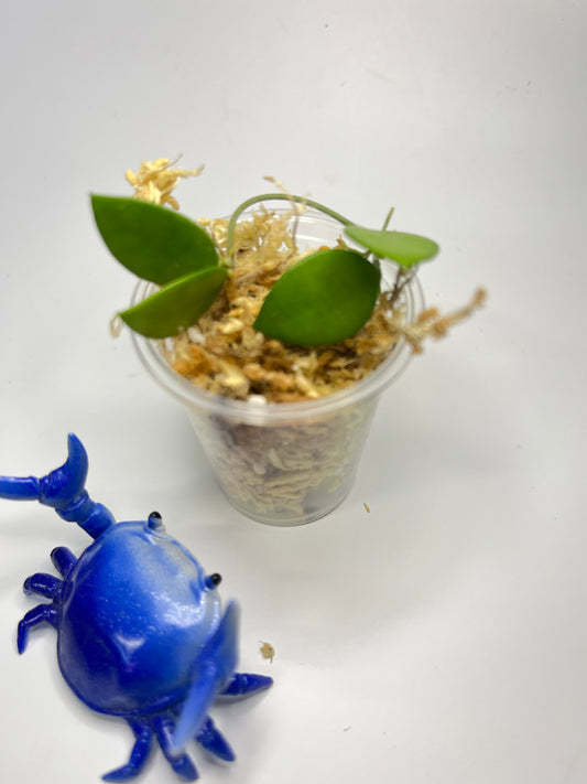 Hoya picta - unrooted