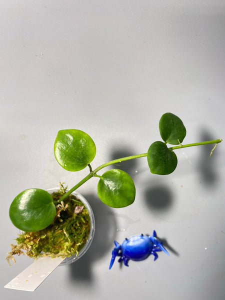 Hoya biakensis - has roots