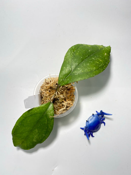 Hoya sp. chicken farm - active growth