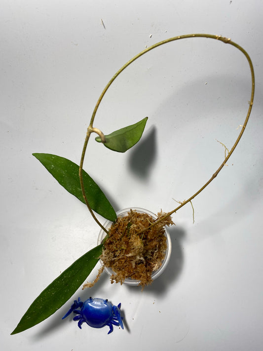 Hoya scortechinii pink UT001- starting to root