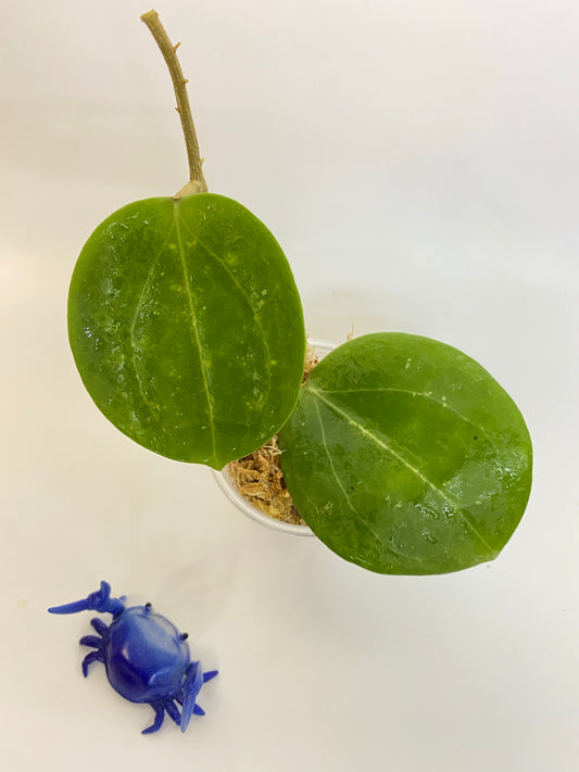 Hoya BP03 - Unrooted