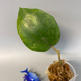 Hoya balaensis - just starting to root