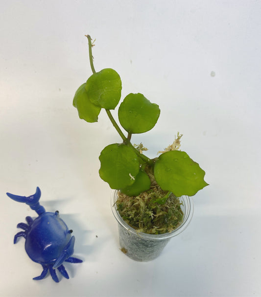 Hoya endauensis - starting to root