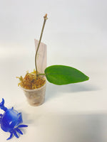 Hoya inflata - has some roots
