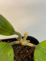 Hoya Hanhiae pink with active growth