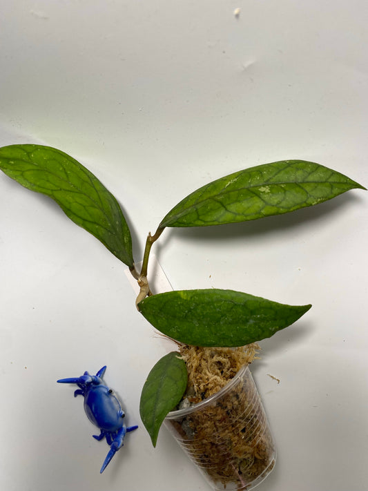 Hoya epc - etga - starting to root