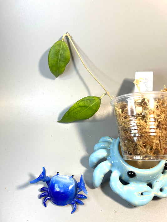 Hoya tequila sunrise - unrooted