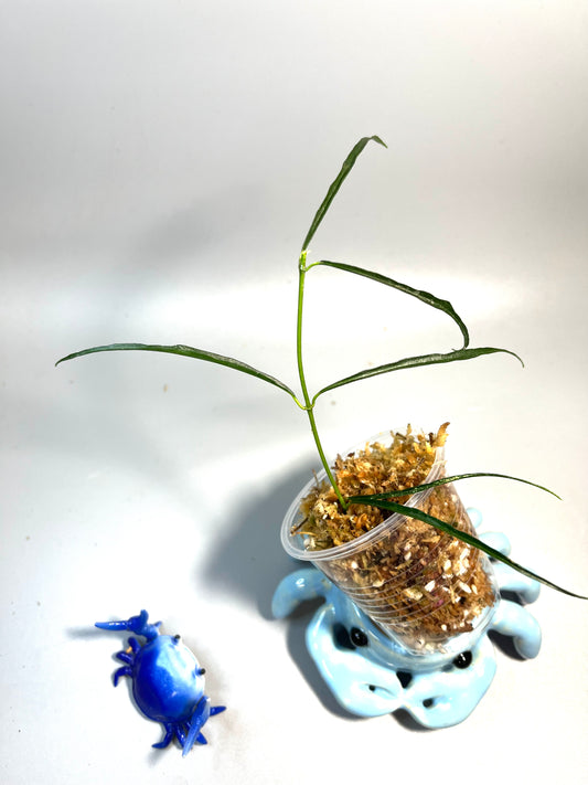 Hoya stenophylla - Unrooted