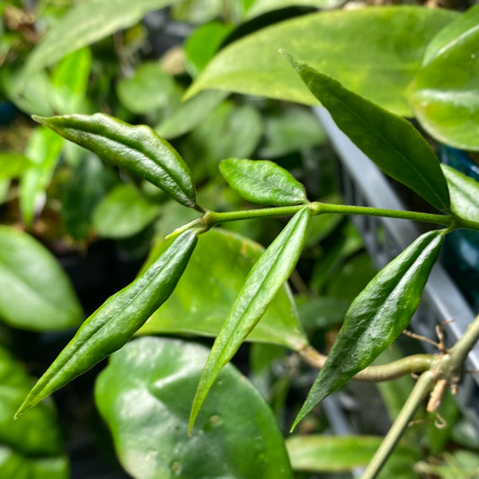 Hoya paxtonii - 3 node fresh Unrooted cutting