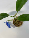Hoya kaimuki (H macgillivrayi X H archboldiana) - active growth