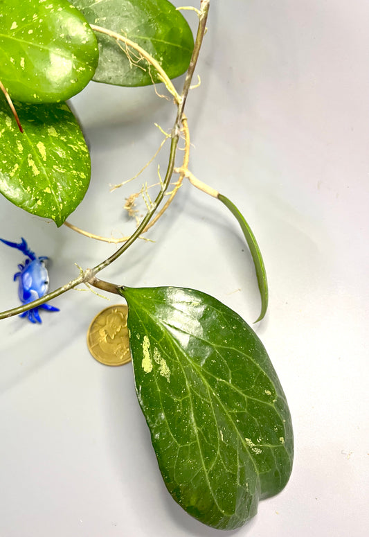 Hoya ‘Michele’ - active growth