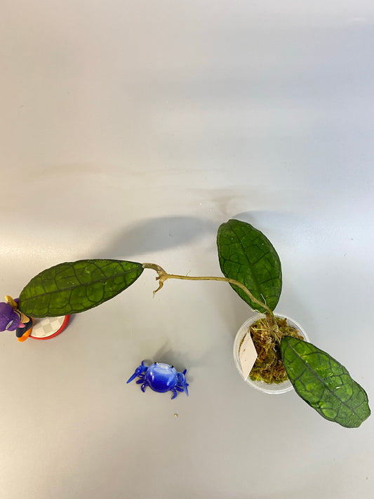 Hoya finlaysonii long leaf - new growth.