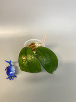 Hoya Vitellina - orange - has some roots