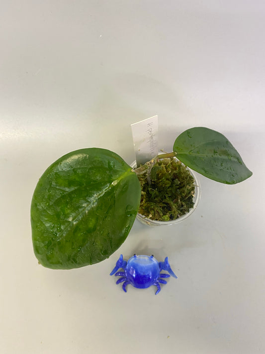 Hoya pentaphlebia - has some roots