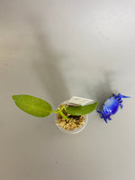 Hoya coronaria white - Unrooted - free add-on