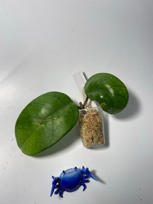 Hoya motoskei - has some roots