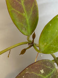 Hoya sunrise - active growth