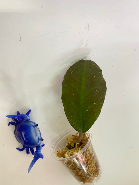 Hoya waymaniae borneo - just starting to root