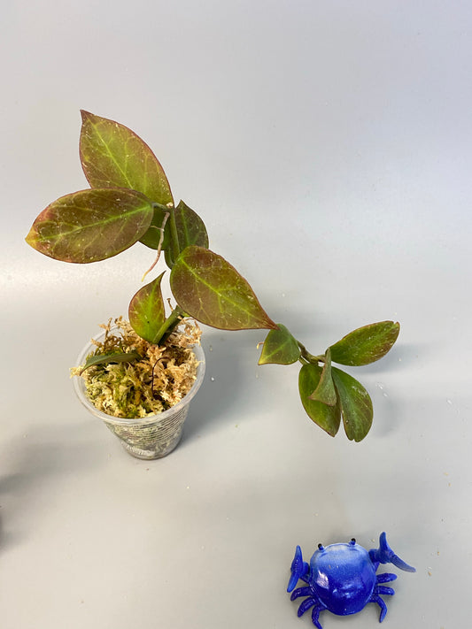 Hoya sunrise - active growth